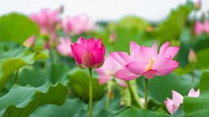 Hoa sen tượng trưng cho sự thanh cao và thuần khiết nhất