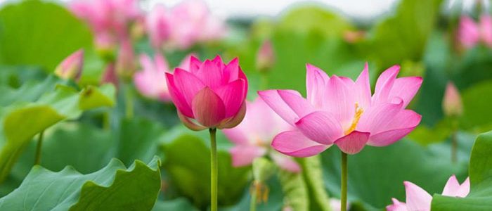 Hoa sen tượng trưng cho sự thanh cao và thuần khiết nhất